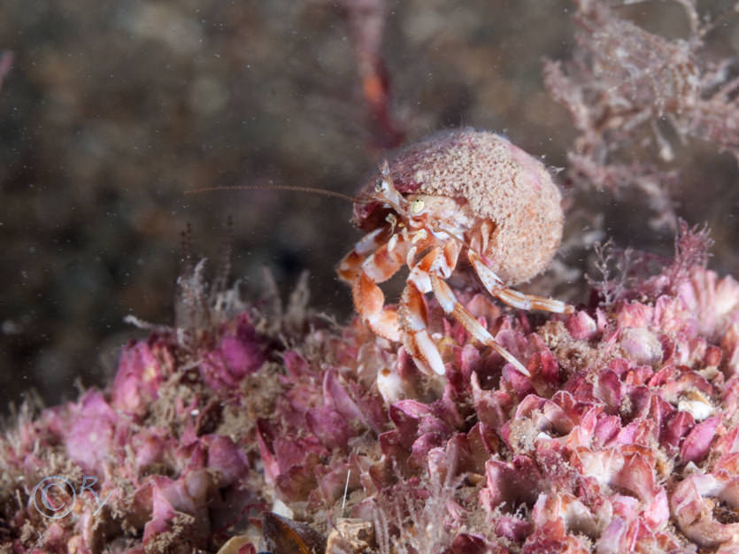 Balanus Sp., Pagurus bernhardus -- common hermit crab