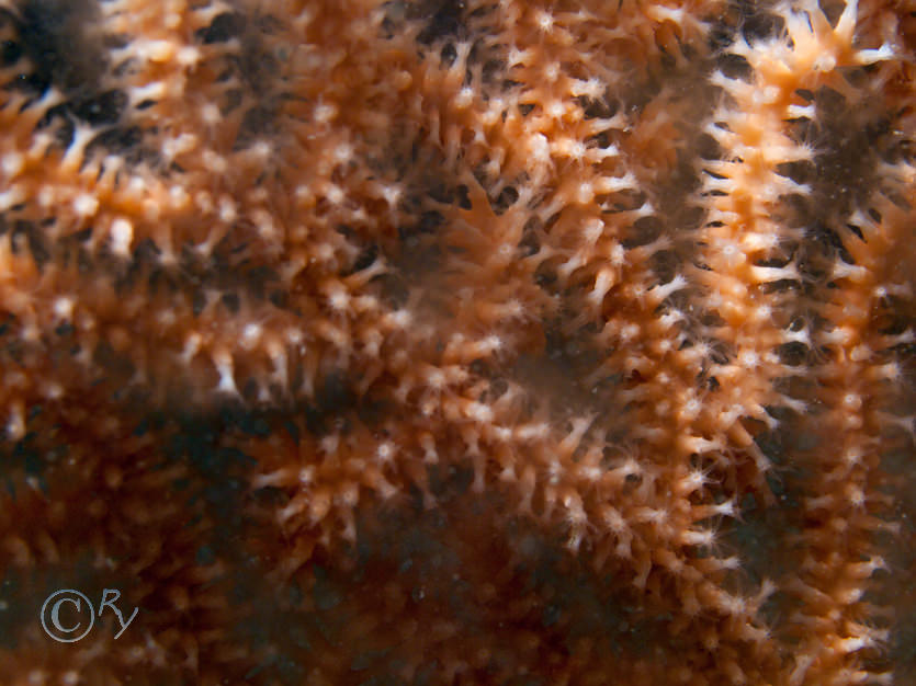 Eunicella verrucosa -- pink sea fan  fan coral