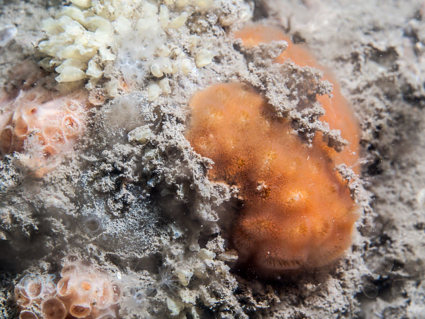 Cellepora pumicosa -- orange pumice bryozoan, Hemimycale columella -- crater sponge, Sarcodictyon catenatum
