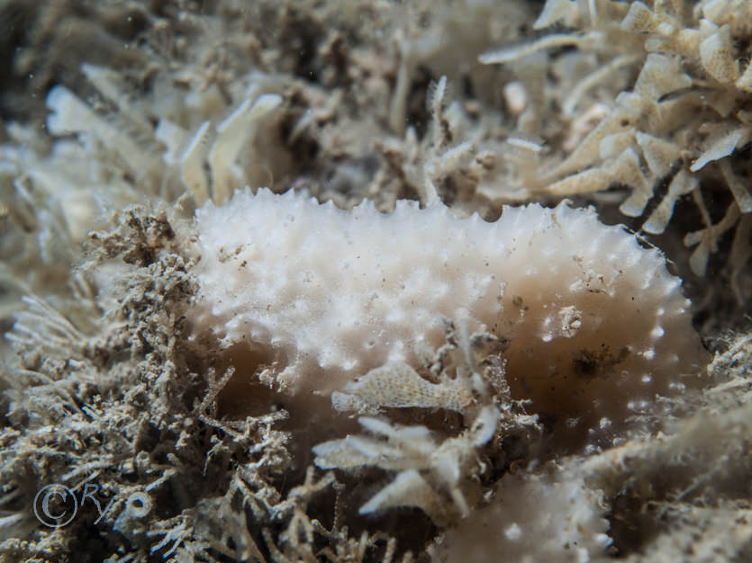 Dysidea fragilis -- goosebump sponge