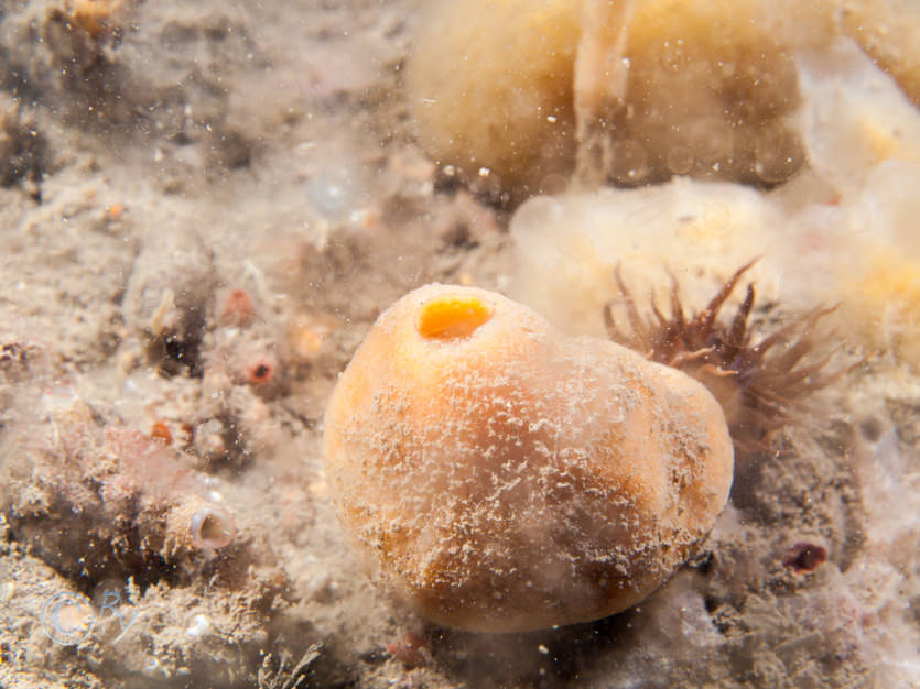 Suberites ficus -- sea orange  sulphur sponge