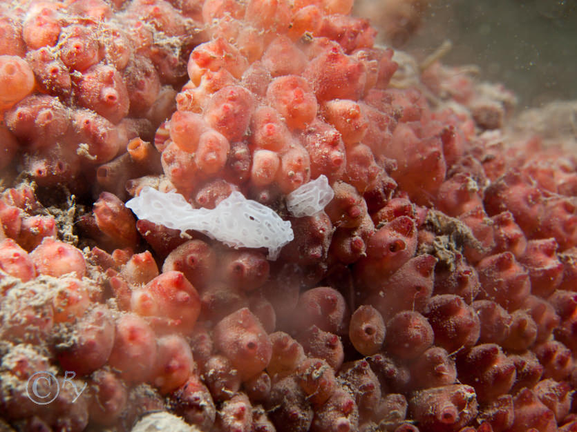Clathrina coriacea -- white lace sponge, Dendrodoa grossularia -- baked bean sea squirt