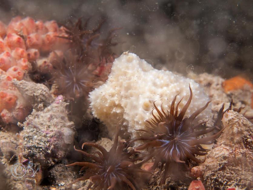 Aiptasia mutabilis -- trumpet anemone, Distomus variolosus -- lesser gooseberry sea squirt, Dysidea fragilis -- goosebump sponge, Nassarius reticulata -- netted dog whelk