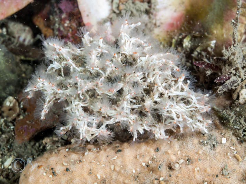 Diplosoma spongiforme -- sponge sea squirt, Orange encrusting bryozoa, Salmacina dysteri -- coral worm