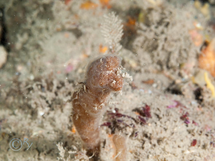 Alcyonidium diaphanum -- finger bryozoan  sea chervil