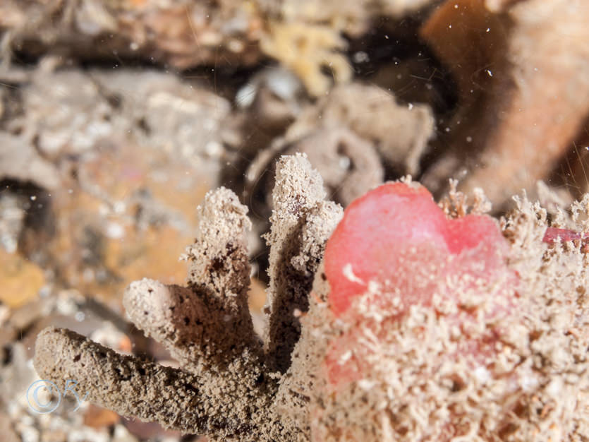 Ascidia mentula -- red sea squirt, Raspailia ramosa -- chocolate finger sponge