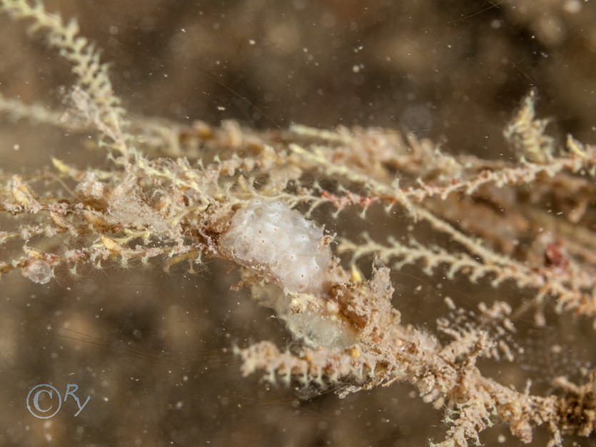 Botryllus schlosseii -- star sea squirt, Sertularella gayi