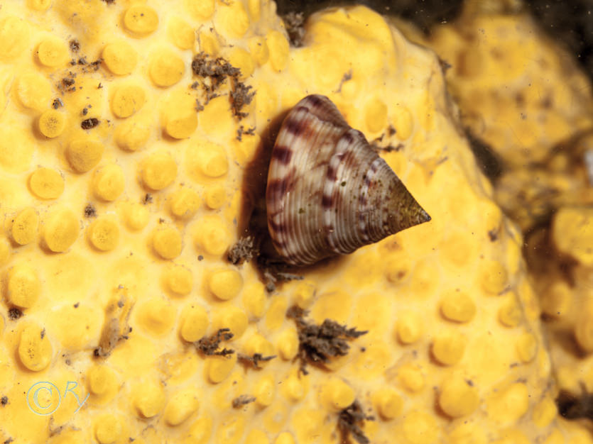 Calliostoma zizyphinum -- painted top shell  mermaid's nipples, Cliona celata -- boring sponge
