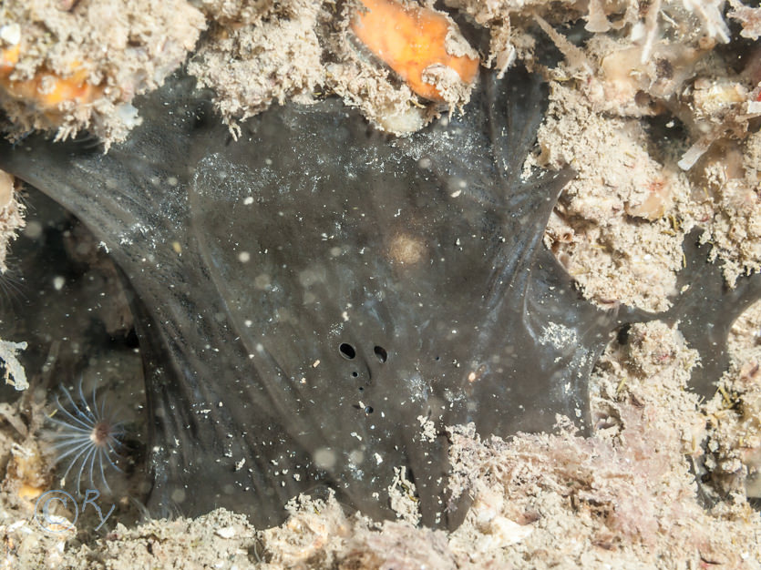 Dercitus bucklandi -- black tar sponge, Pomatoceros sp.