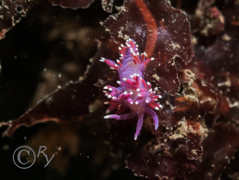 Flabellina pedata -- violet sea slug
