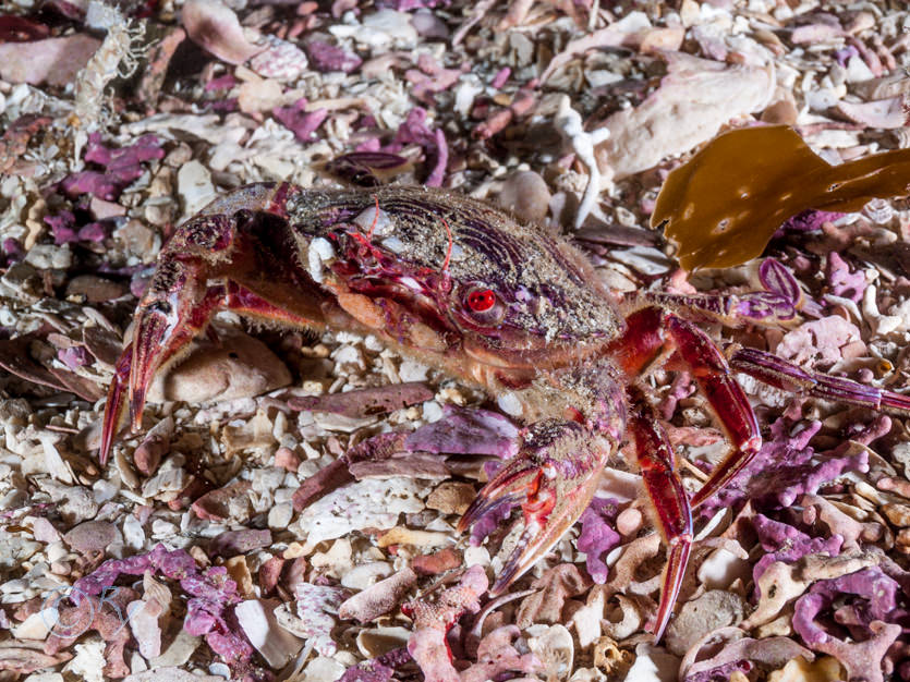 Liocarcinus corrugatus -- wrinkled swimming crab