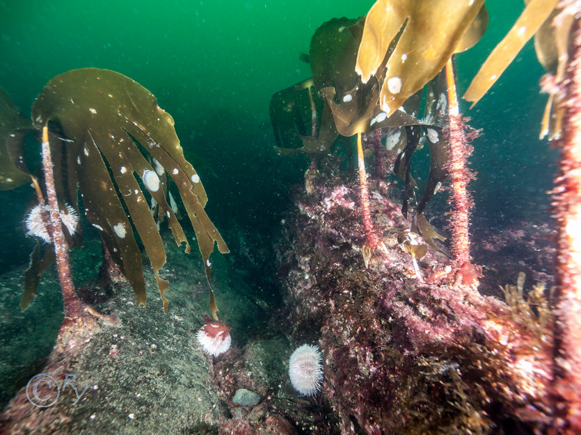 Laminaria hyperborea -- cuvie  forest kelp