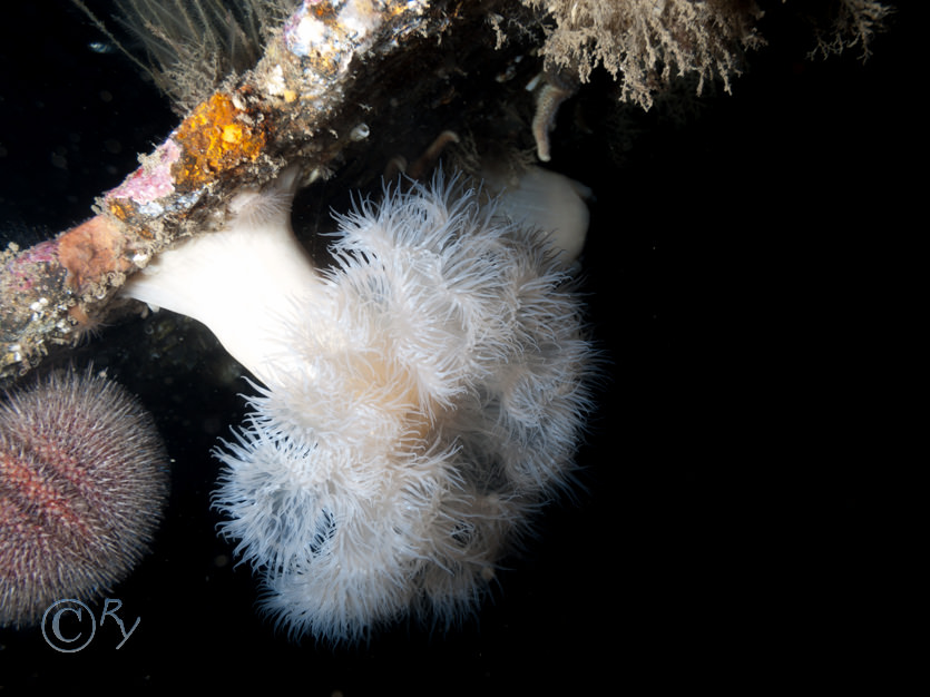 Echinus esculentus -- common sea urchin, Metridium senile -- plumose anemone