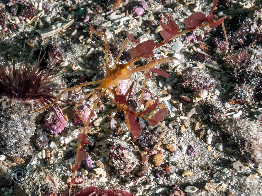 Macropodia spp. -- long legged spider crabs