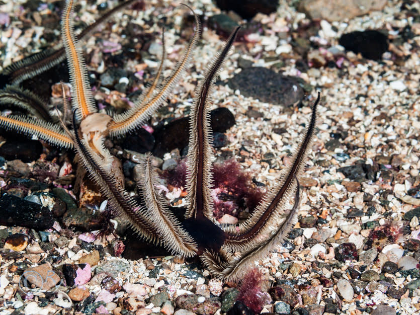 Ophiocomina nigra -- black brittlestar  black serpent star