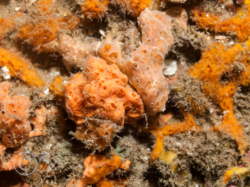 Encrusting sponges, Hemimycale columella -- crater sponge