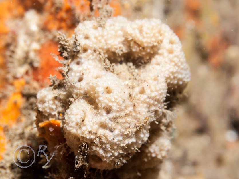 Dysidea fragilis -- goosebump sponge