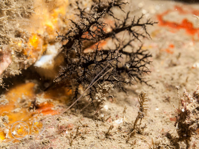 Pawsonia saxicola -- white crevice sea cuumber  white gerkin sea cucumber