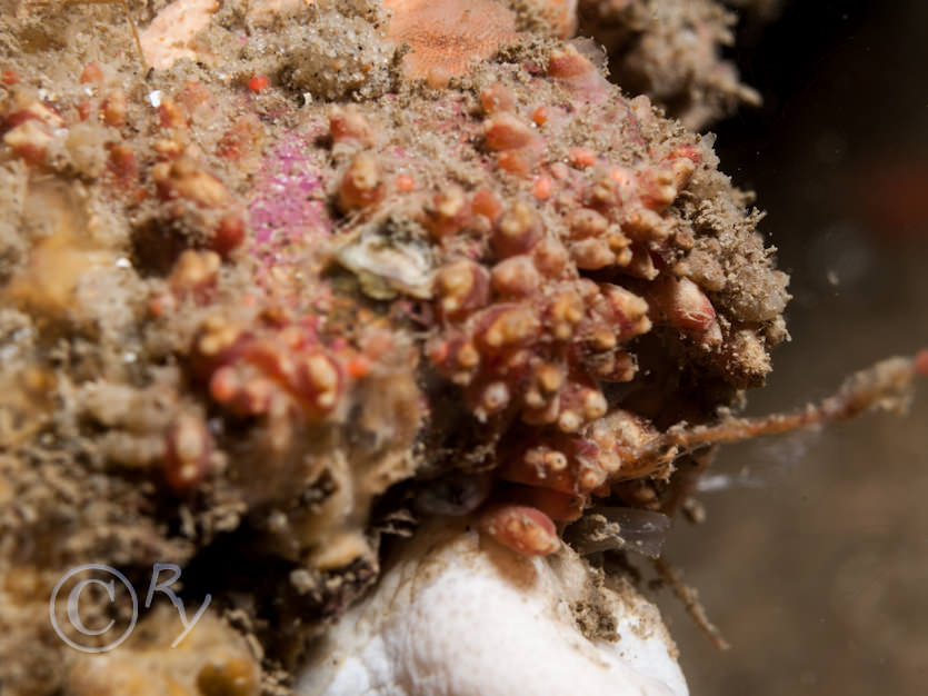 Alcyonium digitatum -- dead men's fingers, Distomus variolosus -- lesser gooseberry sea squirt
