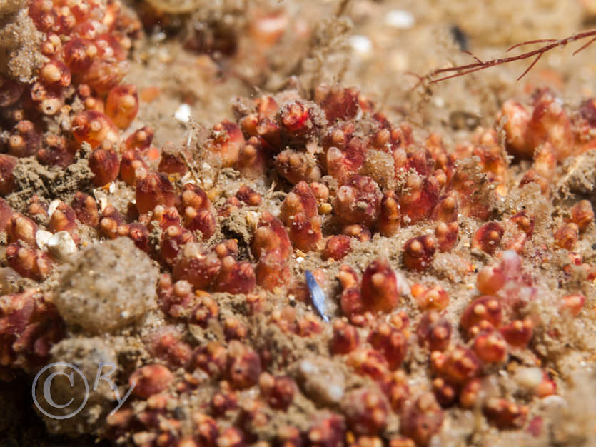 Distomus variolosus -- lesser gooseberry sea squirt