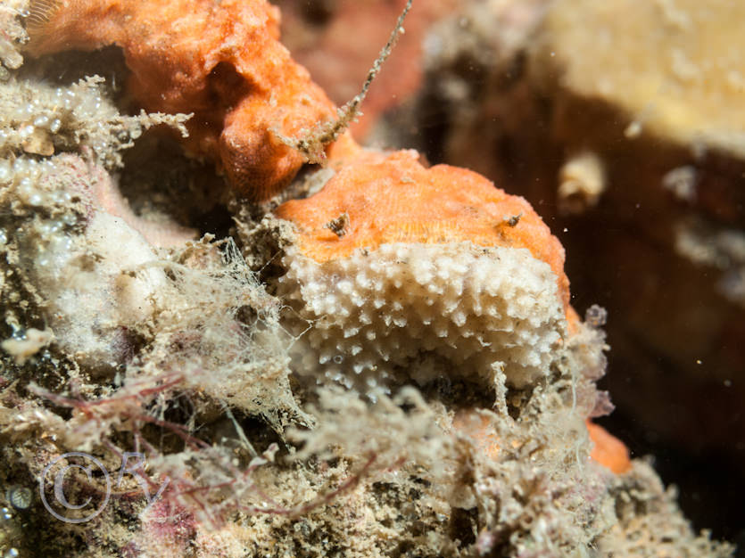 Bryozoa indet crusts -- encrusting broyzoans not identified to species, Dysidea fragilis -- goosebump sponge
