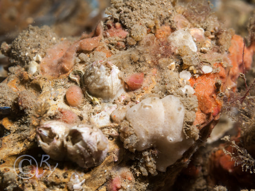 Balanus Sp., Bryozoa indet crusts -- encrusting broyzoans not identified to species