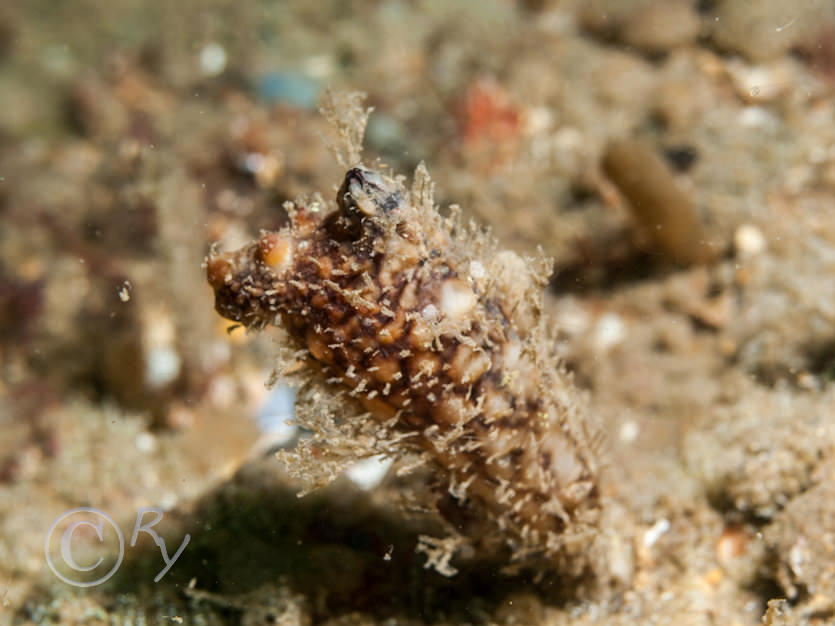 Styela clava -- leathery sea squirt