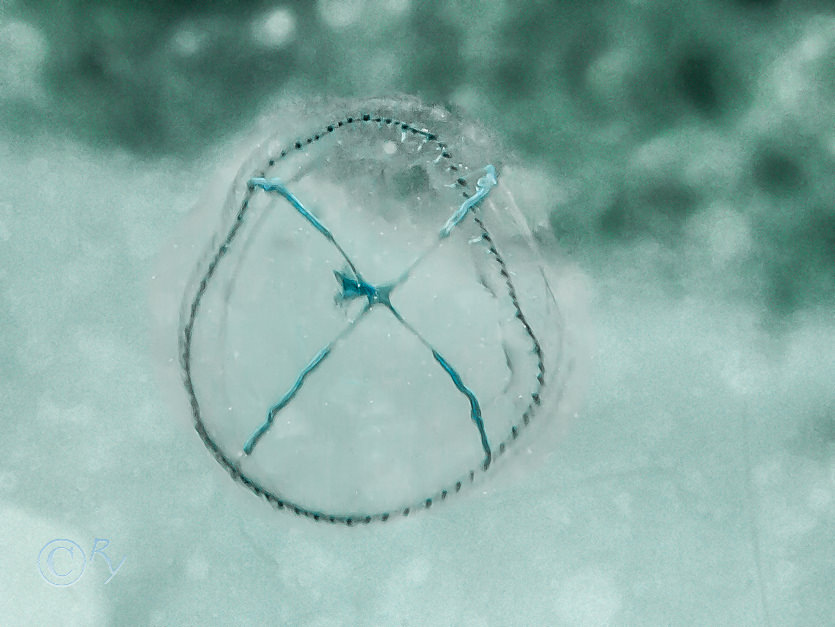 Hydroid medusa