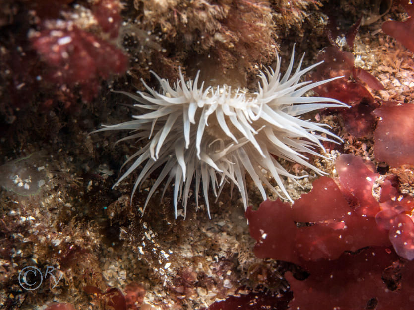 Actinothoe sphyrodeta -- white striped anemone