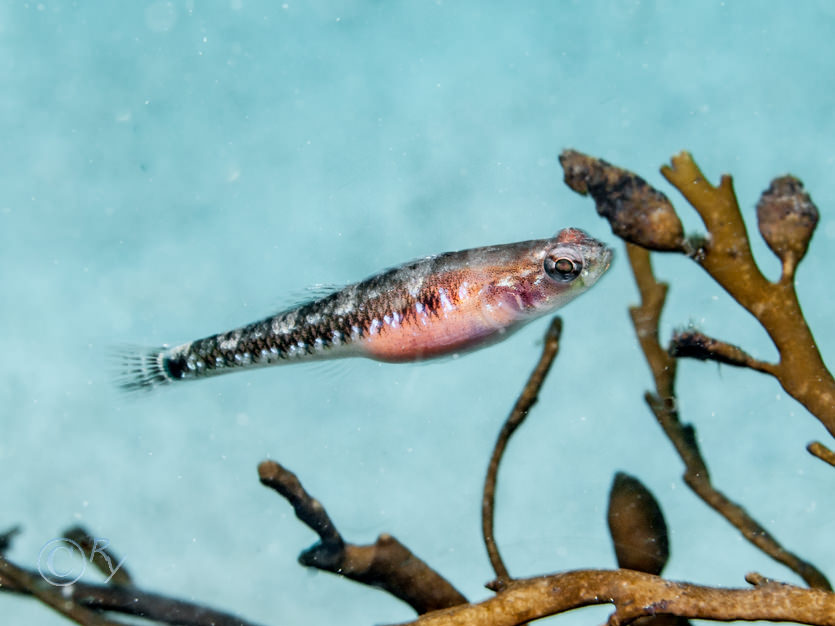 Gobiusculus flavescens -- two-spotted goby