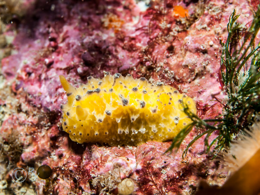 Doris sticta -- sponge sea slug