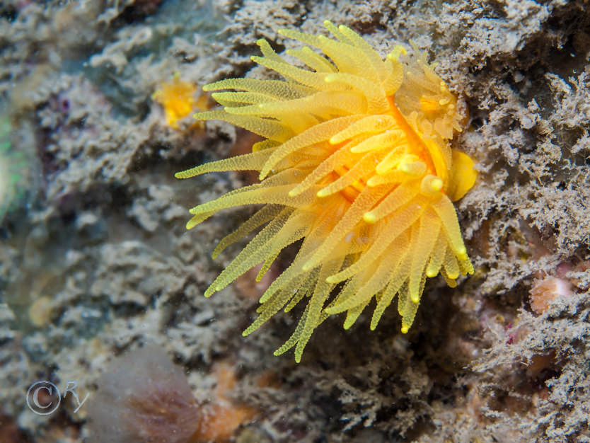 Leptopsammia pruvoti -- sunset cup-coral