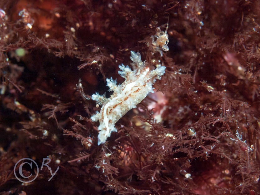 Dendronotus frondosus -- Christmas tree sea slug