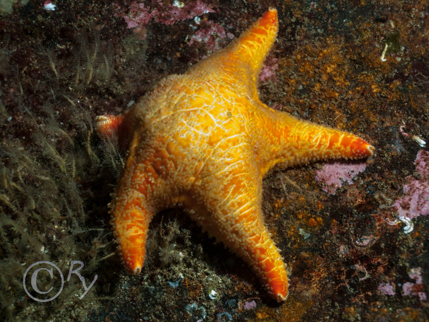Porania pulvillus -- red cushion star