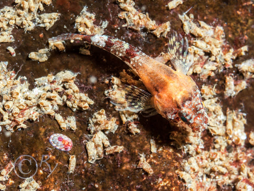 Taurulus bubalis -- long-spined sea scorpion, Tectura virginea -- pale tortoiseshell limpet