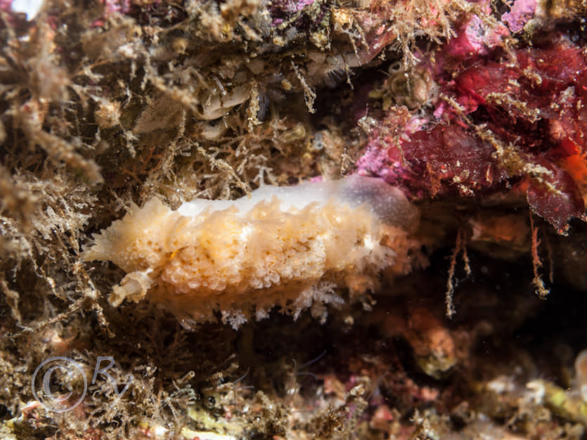 Tritonia hombergii -- dead mens finger sea slug