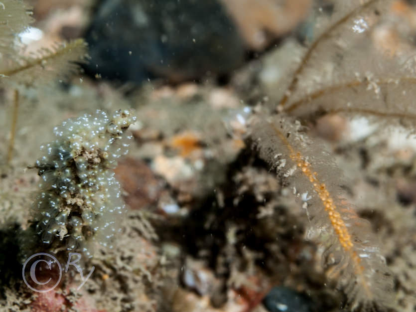 Nemertesia antennina -- antenna hydroid  sea beard, Pycnoclavella aurilucens -- Orange Lights Seasquirt