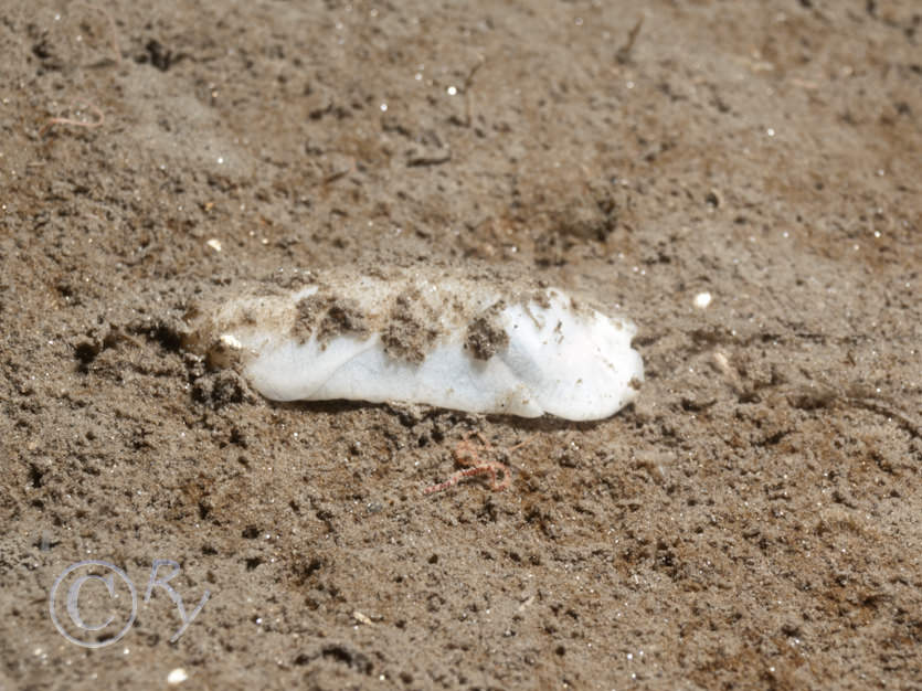 Philine aperta -- white mud slug