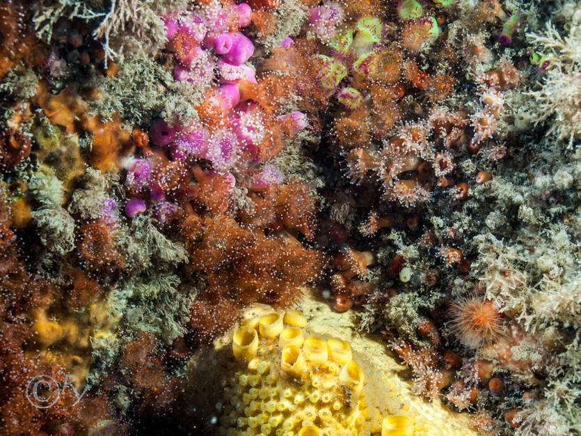 Cellaria spp, Cliona celata -- boring sponge, Corynactis viridis -- jewel anemone, Crisia spp. -- white claw sea moss  crispy threads