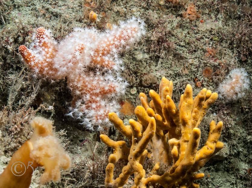 Alcyonium glomeratum -- red fingers, Axinella dissimilis -- yellow staghorn sponge