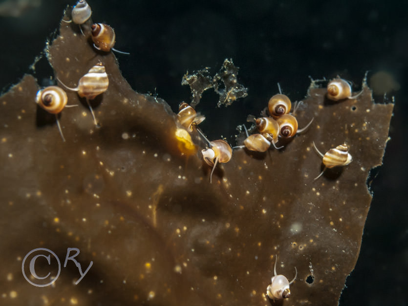 Lacuna vincta -- banded chink  striped kelp snail